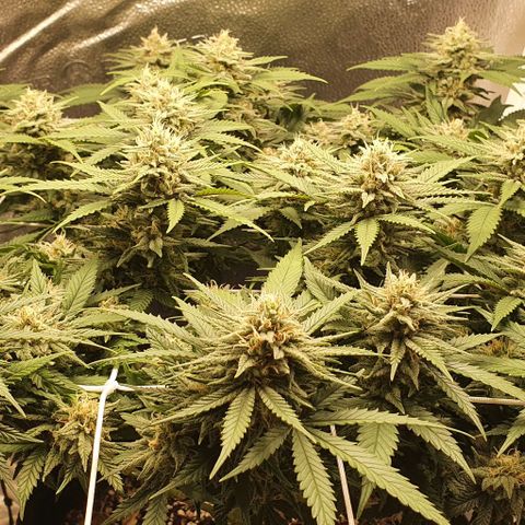 Green Crack growlog timeline photo