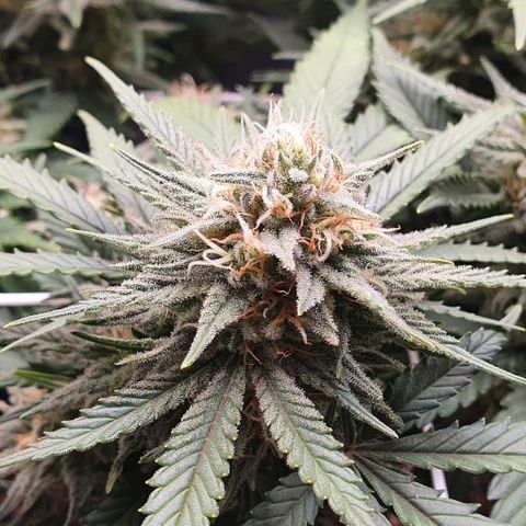 Green Crack growlog timeline photo