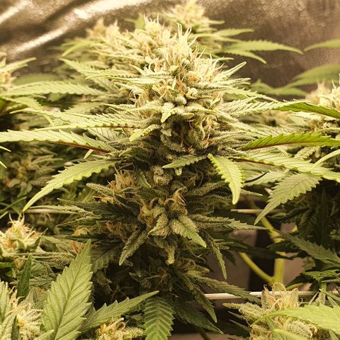 Green Crack growlog timeline photo