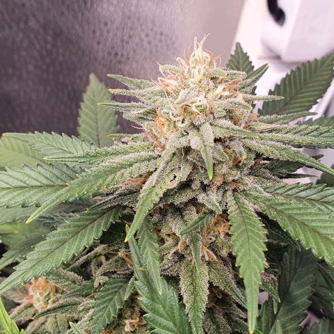 Green Crack growlog timeline photo