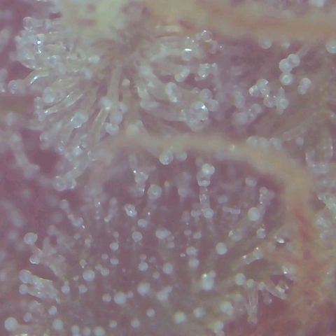 Green Crack growlog timeline photo