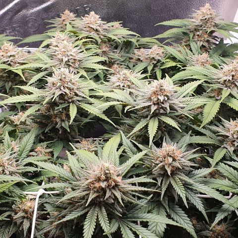 Green Crack growlog timeline photo