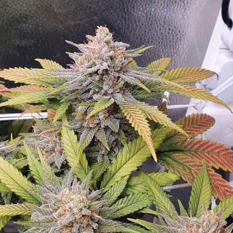 Green Crack growlog timeline photo