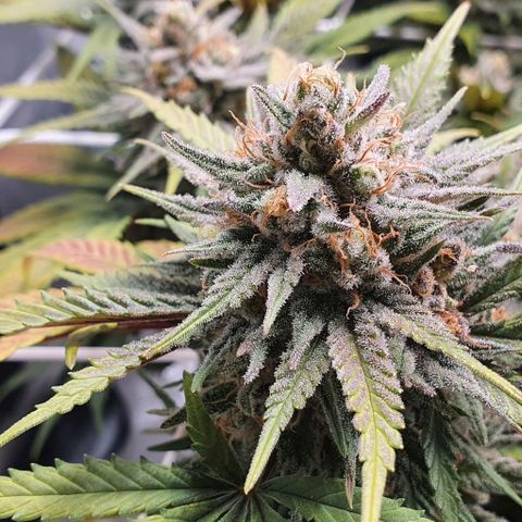 Green Crack growlog timeline photo