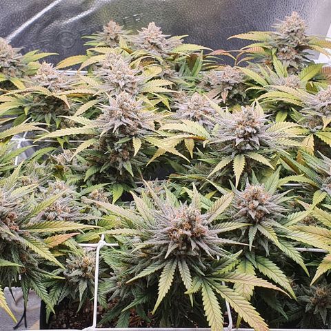 Green Crack growlog timeline photo