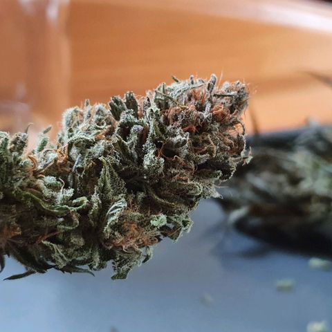 Green Crack growlog timeline photo