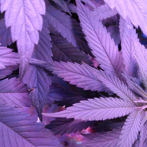 Unknown strain (Grease Monkey?) growlog photo: Damage 