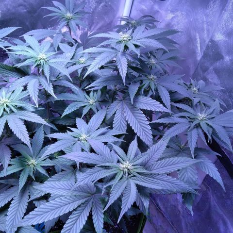 Unknown strain (Grease Monkey?) growlog timeline photo