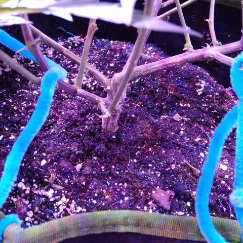 Unknown strain (Grease Monkey?) growlog timeline photo