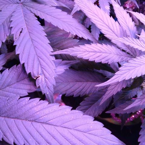 Unknown strain (Grease Monkey?) growlog timeline photo