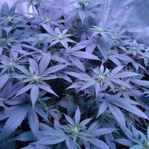 Unknown strain (Grease Monkey?) growlog timeline photo
