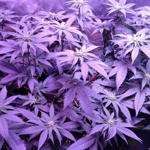 Unknown strain (Grease Monkey?) growlog timeline photo