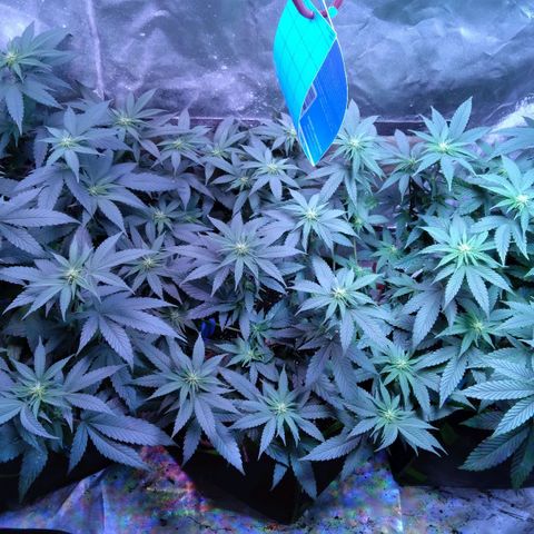 Unknown strain (Grease Monkey?) growlog timeline photo
