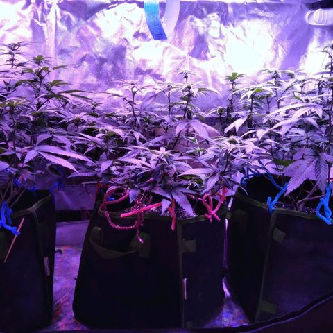 Unknown strain (Grease Monkey?) growlog timeline photo