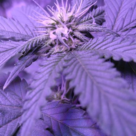 Unknown strain (Grease Monkey?) growlog timeline photo