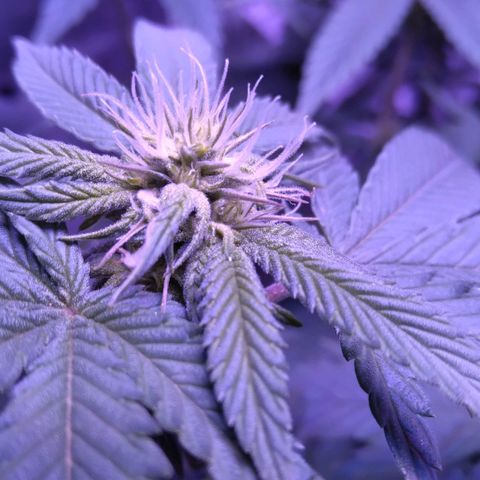 Unknown strain (Grease Monkey?) growlog photo: Purple stems