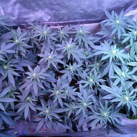 Unknown strain (Grease Monkey?) growlog photo: Purple stems