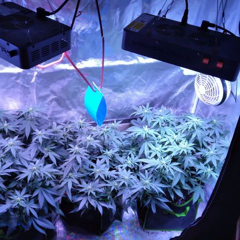 Unknown strain (Grease Monkey?) growlog photo: Purple stems