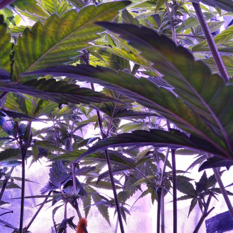 Unknown strain (Grease Monkey?) growlog photo: Purple stems