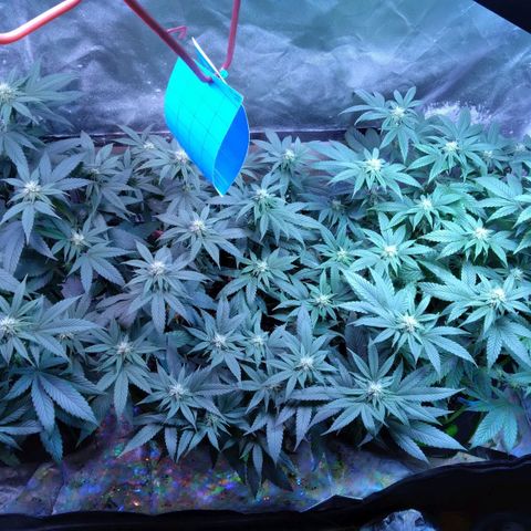 Unknown strain (Grease Monkey?) growlog timeline photo