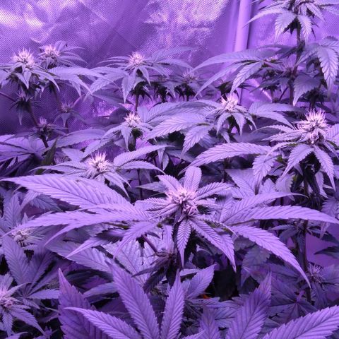 Unknown strain (Grease Monkey?) growlog timeline photo