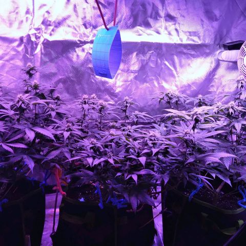 Unknown strain (Grease Monkey?) growlog timeline photo