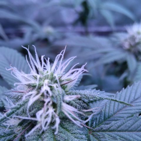 Unknown strain (Grease Monkey?) growlog timeline photo
