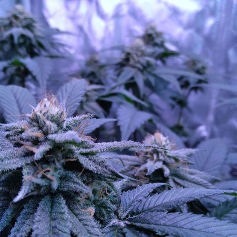 Unknown strain (Grease Monkey?) growlog timeline photo