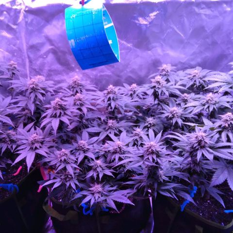Unknown strain (Grease Monkey?) growlog timeline photo