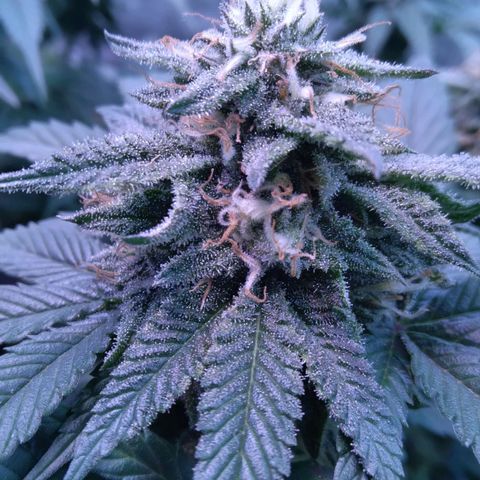 Unknown strain (Grease Monkey?) growlog timeline photo