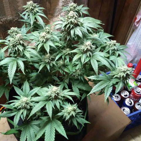 Unknown strain (Grease Monkey?) growlog photo: Harvest!