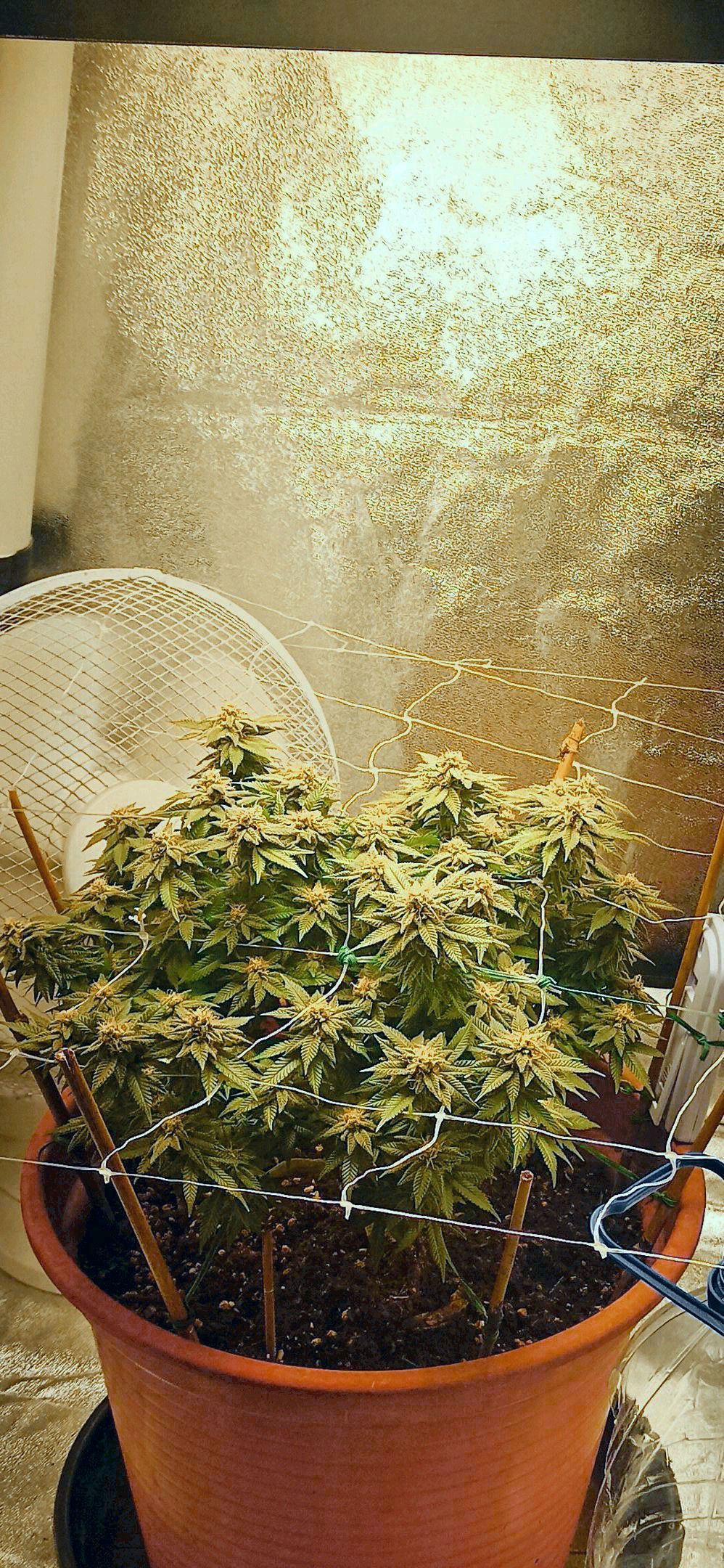 Sweet ZZ growlog header