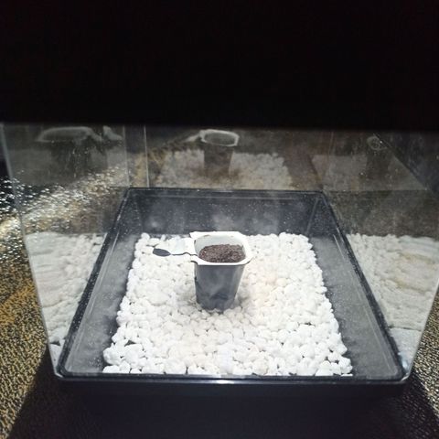 Sweet ZZ growlog photo