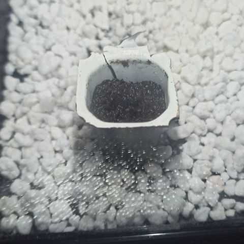 Sweet ZZ growlog photo