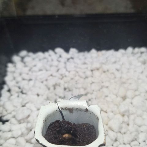 Sweet ZZ growlog photo