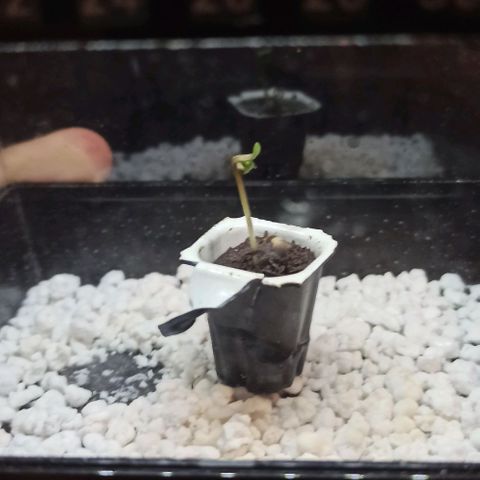 Sweet ZZ growlog photo