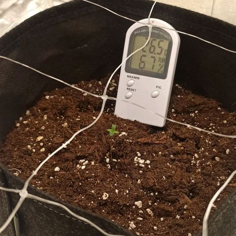 Sweet ZZ growlog photo