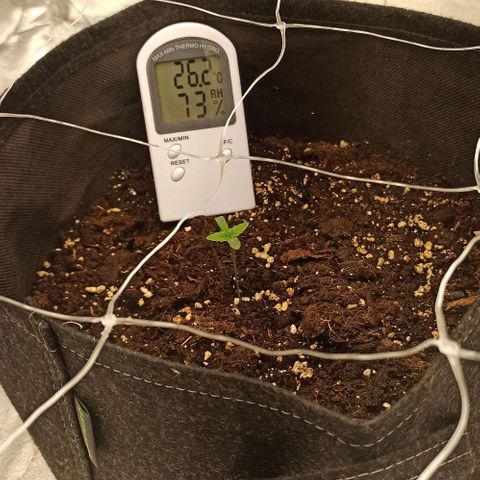 Sweet ZZ growlog photo: T.E.: 21°C
T.I.: 26.2°C
H.R.: 65/90%