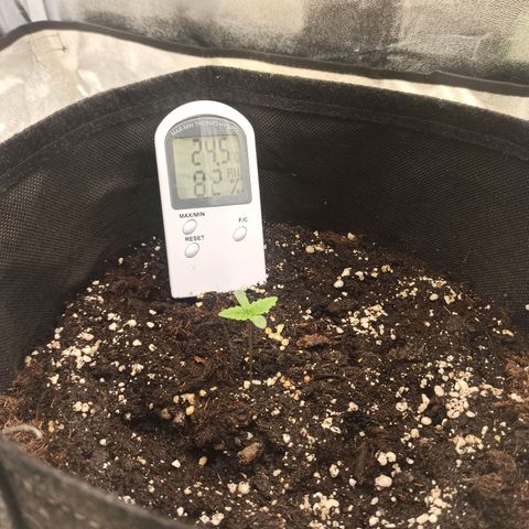 Sweet ZZ growlog photo: T.H.: 15° as 8 da manhã média de 23° durante o dia
T.I.: 23.7/26.5°
H.R.: 70/90%