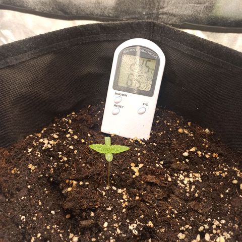 Sweet ZZ growlog photo: T.E.:19°C
T.I.: 24.5°C constantes
H.R.: 65/80%
Altura da luz do topo da planta: 108cm
Altura da planta: 6cm
