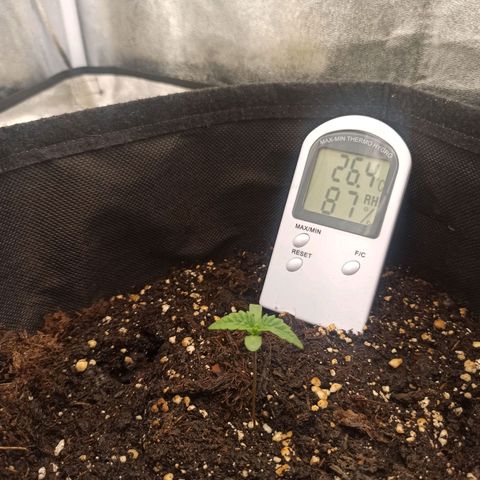 Sweet ZZ growlog photo: T.I.: 24/26.5°
T.E.: 20°
H.R.: 70/90%
