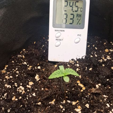 Sweet ZZ growlog photo: Iniciação da introdução dos nutrientes.
Bio-grow 1ml/L 
pH desejado: 5.5/6.5
pH obtido: 6.0
