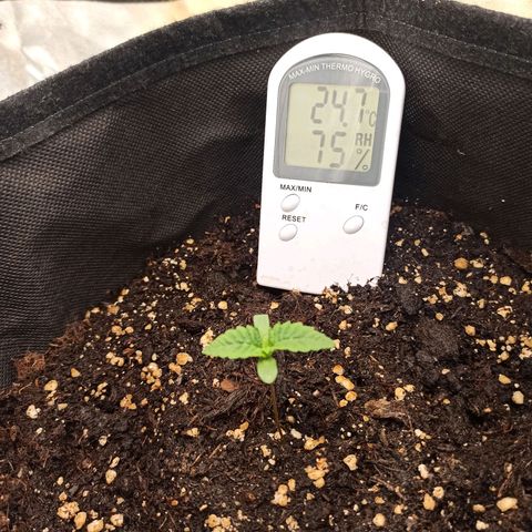 Sweet ZZ growlog photo: T.E.: 14°C
T.I.: 23/26°C
H.R.: 70/90%