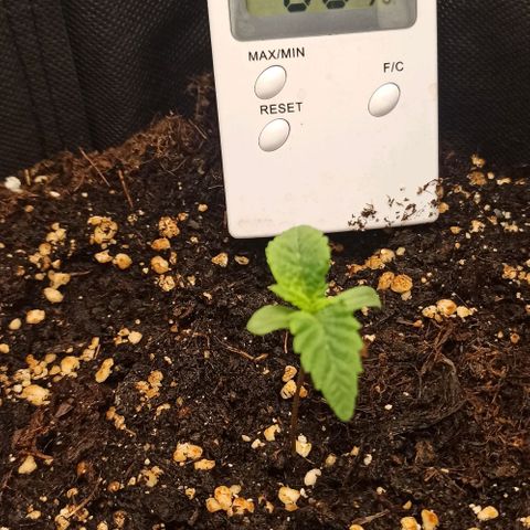Sweet ZZ growlog photo: Atualização às 22:10