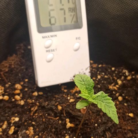Sweet ZZ growlog photo: T.E.: 11°C
T.I.: 23/26°C
H.R.: 65/80