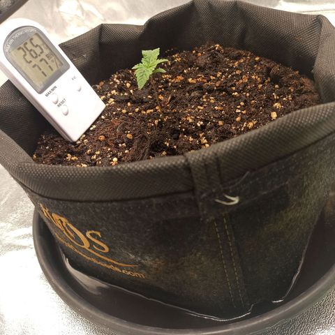 Sweet ZZ growlog photo: T.E.: 22°C
T.I.: 23/27
H.R.: 55/80%

Aparecimento do segundo par de folhas lança, aspecto saudável, sem necessidade de Nova rega, prato ainda com bastante água.