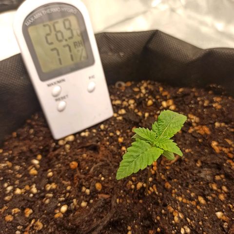 Sweet ZZ growlog photo: T.E.: 22°C
T.I.: 23/27
H.R.: 55/80%

Aparecimento do segundo par de folhas lança, aspecto saudável, sem necessidade de Nova rega, prato ainda com bastante água.