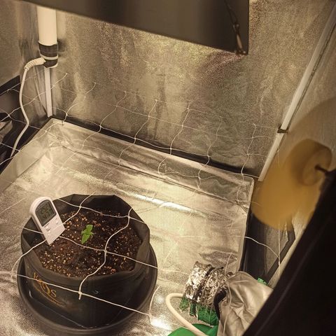 Sweet ZZ growlog photo: Instalação de nova ventoinha interior, mais potente de modo a evitar zonas de ar quente dentro da estufa
