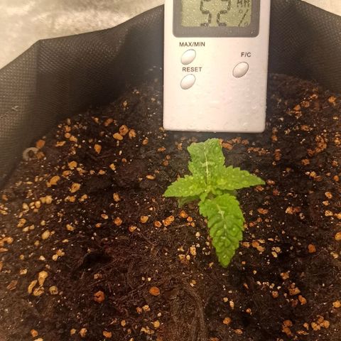 Sweet ZZ growlog photo: Ambiente na estufa abafado, temperatura externa muito alta.
T.E.: 28°C/17°C
T.I.: 27/23°C
H.R.: 50/80%
Prato do vaso vazio, amanhã regar com vitaminas.