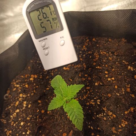 Sweet ZZ growlog photo: 7:00 20/08/2022